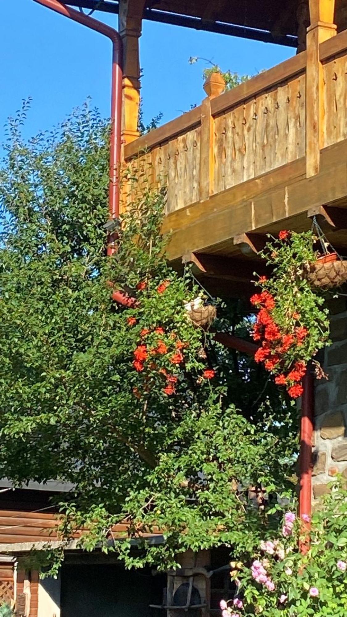 La pintea haiducu Deseşti Exterior foto